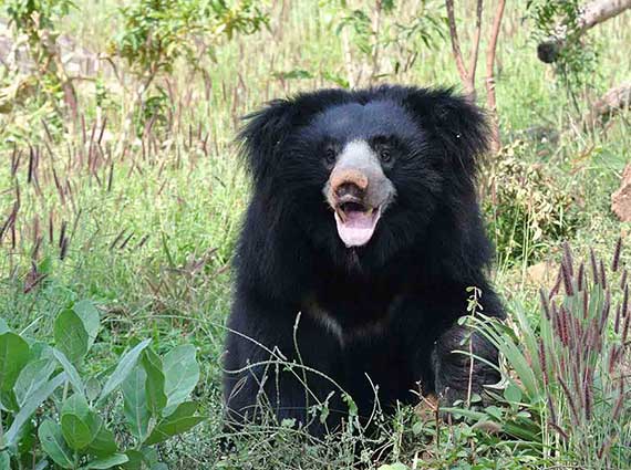 yala safari