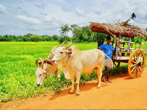 Bullock Cart Ride