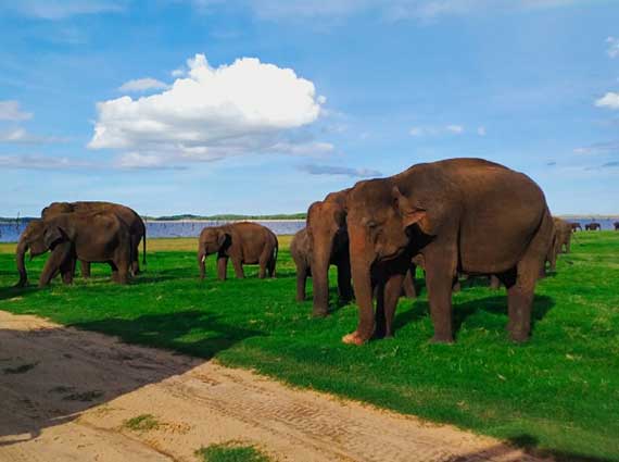 Minneriya National Park