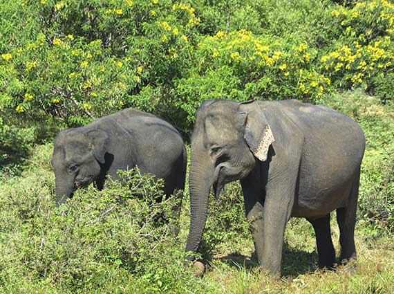 elephant gathering